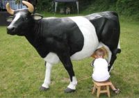 wynajem  sztuczna krowa do dojenia
